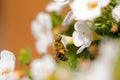 Worker honey bee with bee pollen feeding on Bacopa flower, Big y